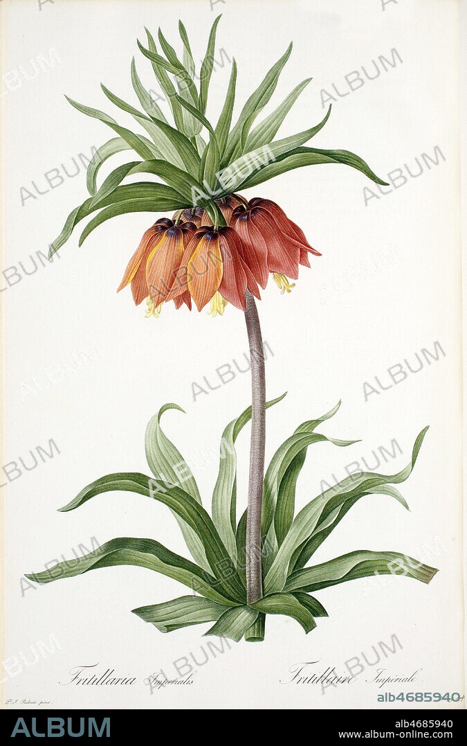 Fritillaria Imperialis, Fritillaire Imperiale - Dessin de Pierre-Joseph REDOUTE (1759-1840). Planche Botanique in Choix des plus belles fleurs, dédié à LL. AA. RR. les Princesses Louise et Marie d'Orléans, 1827-1833. Credit MIGNY/KHARBINE TAPABOR.