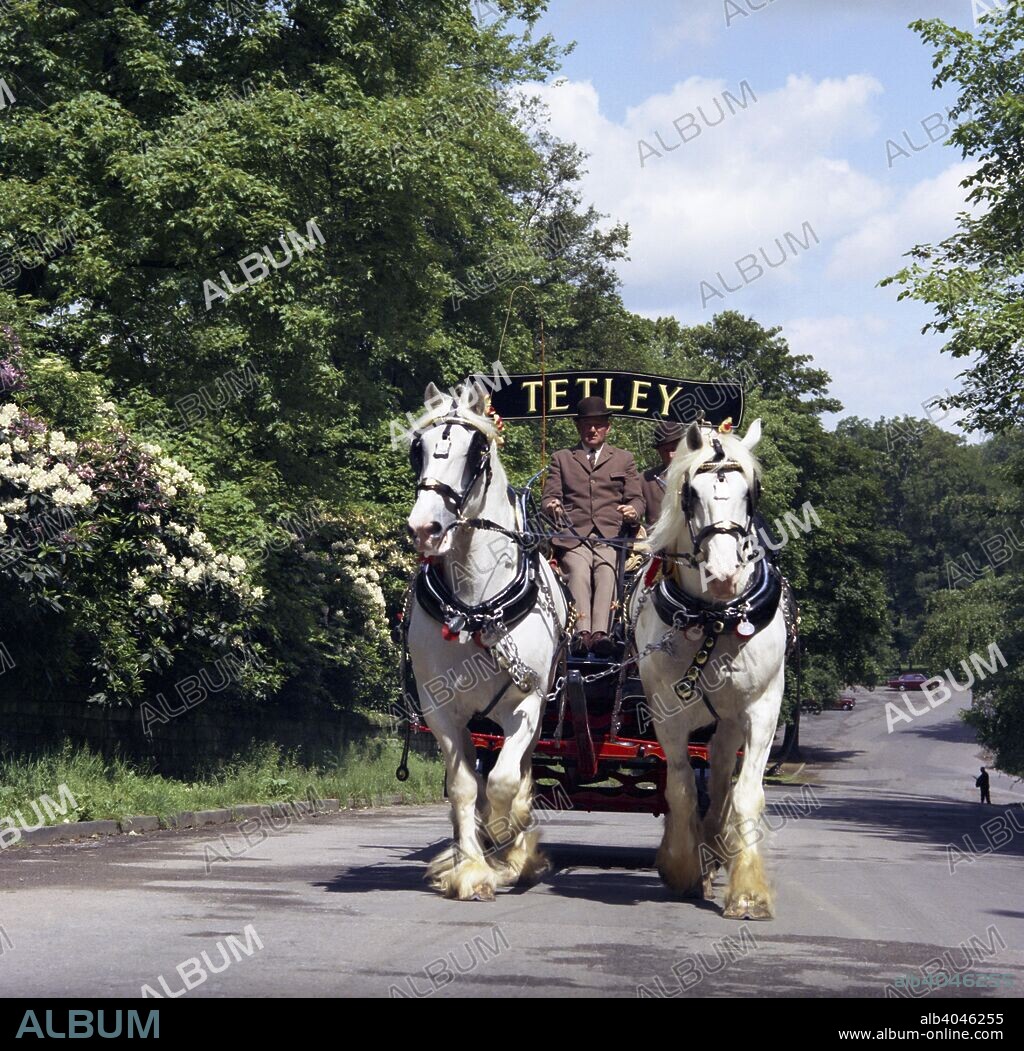 Tetley shire horses, Roundhay Park, Leeds, West Yorkshire, 1968. The world famous shire horses gave service to the company for 184 years and started their work when Joshua Tetley established his brewery in Leeds in 1822, and used the horses to pull the drays. As deliveries of the barrels started to be made by lorry, the shire horses were kept on for ceremonial and promotional purposes, but the Danish owners of Tetley's decided to retire the horses in August 2006 due to the rising cost of their upkeep. The last horses used to pull the drays were retired to the Bankside Shire Stud in Thurstonland near Holmfirth.