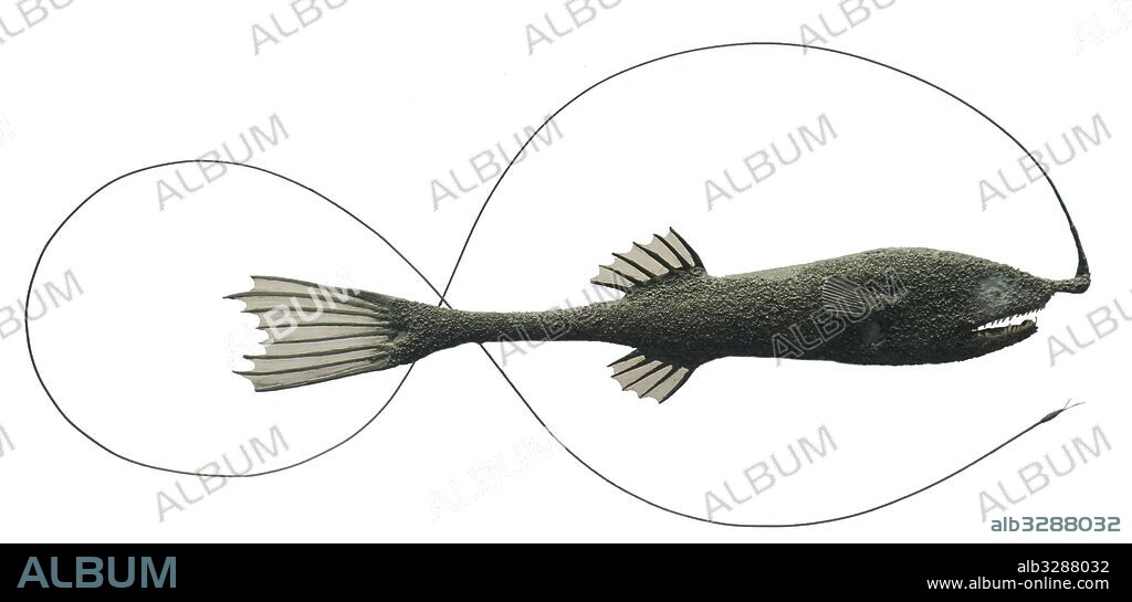 Model of a Whipnose angler, a family, Gigantactinidae, of deep-sea anglerfishes. Dated 21st Century.