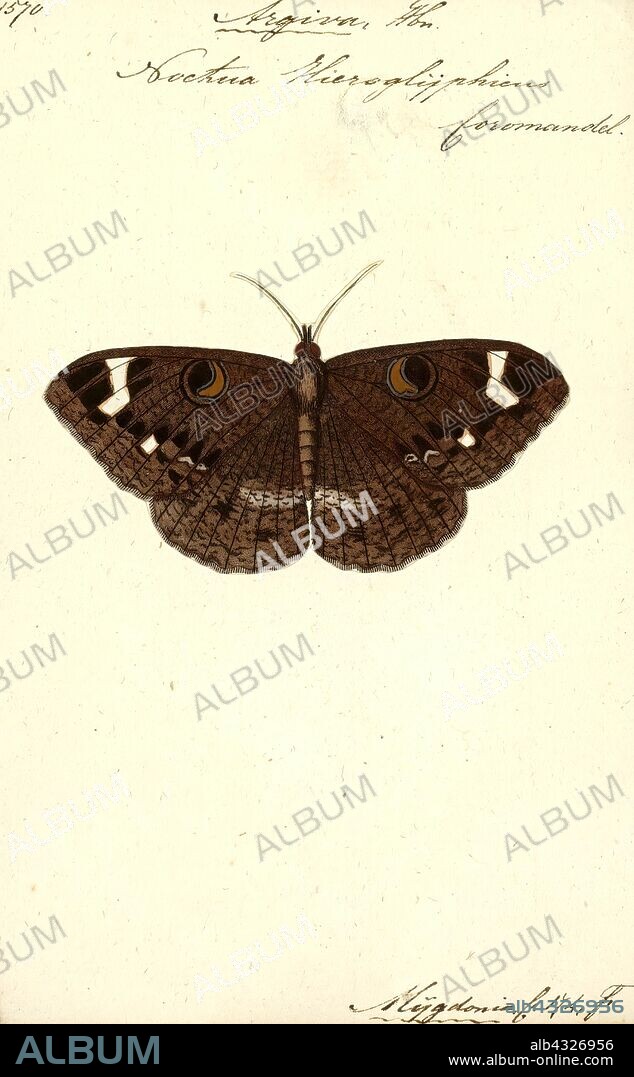 Argiva, Print, Erebus is a genus of moths in the family Erebidae.