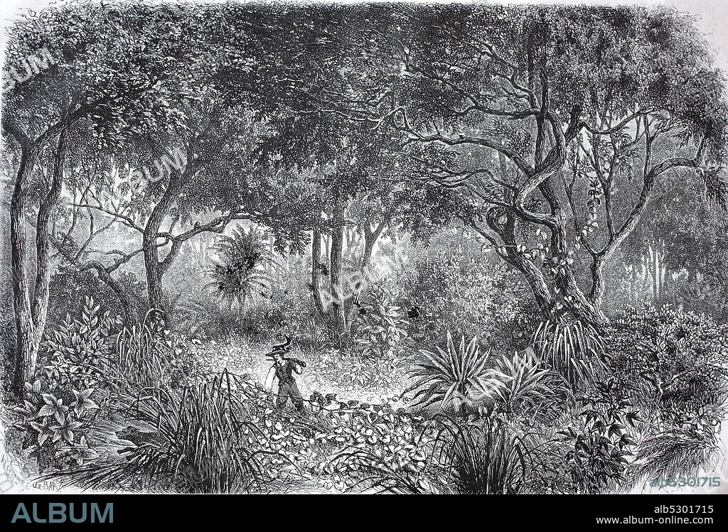 Drawing from the African rainforest in today's Ghana  /  Zeichnung aus dem afrikanischen Regenwald im heutigen Ghana, Reproduction of an original print from the 19th century, digital improved / Reproduktion einer Vorlage aus dem 19. Jahrhundert, digital verbessert.