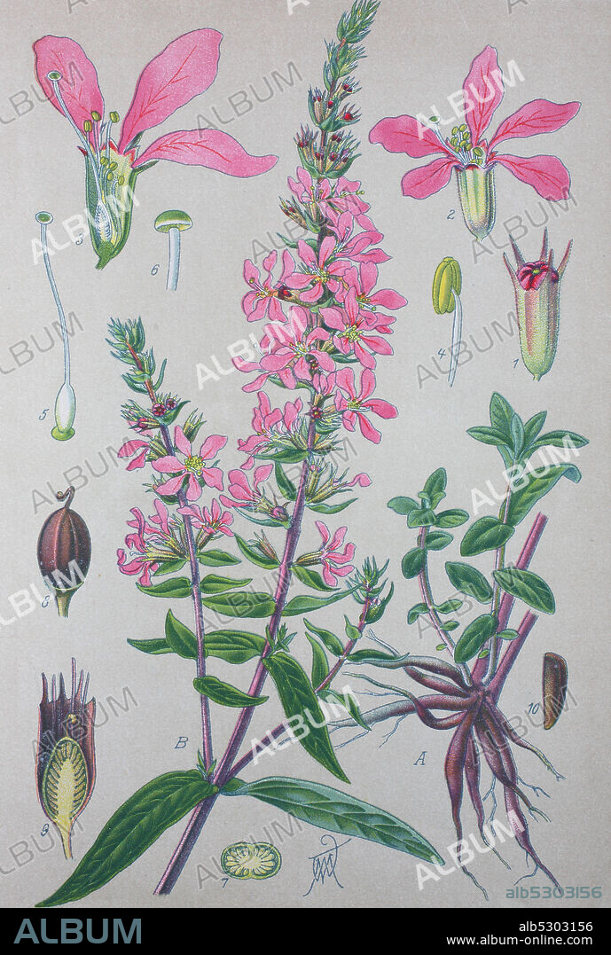 Digital improved high quality reproduction: Lythrum salicaria, purple loosestrife, is a flowering plant belonging to the family Lythraceae. It should not be confused with other plants sharing the name loosestrife that are members of the family Primulaceae. Other names include spiked loosestrife, or purple lythrum  /  Gewöhnliche Blutweiderich, Pflanzenart aus der Gattung Blutweideriche (Lythrum) innerhalb der Familie der Weiderichgewächse.