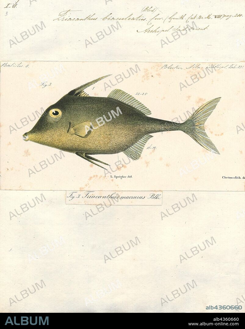 Triacanthus biaculeatus, Print, Triacanthus biaculeatus, also known as the Short-nosed tripod fish, is a species of marine fish in the family Triacanthidae. It is native to the Indian Ocean and the western Pacific Ocean. Its caudal fin is yellow., 1700-1880.