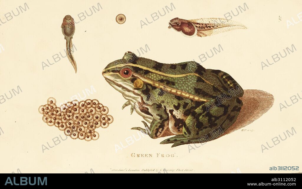 Edible frog, Pelophylax esculentus (Green frog, Rana esculenta), adult, tadpole and frog spawn. Handcoloured copperplate engraving by Heath after an illustration by George Shaw from his General Zoology, Amphibia, London, 1801.