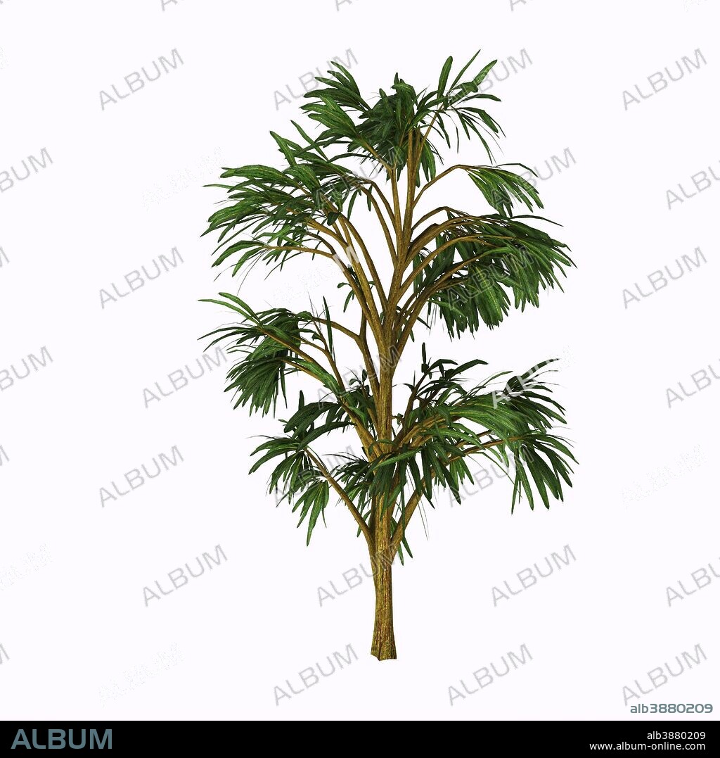 Cordaites is an important genus of extinct gymnosperms which grew on wet ground during the Upper Carboniferous Period.