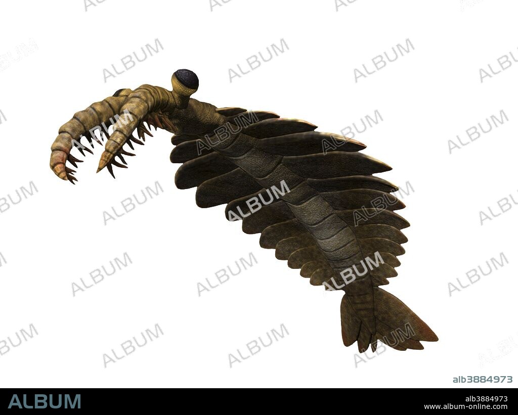 Anomalocaris canadensis is an arthropod from the Cambrian of Canada.