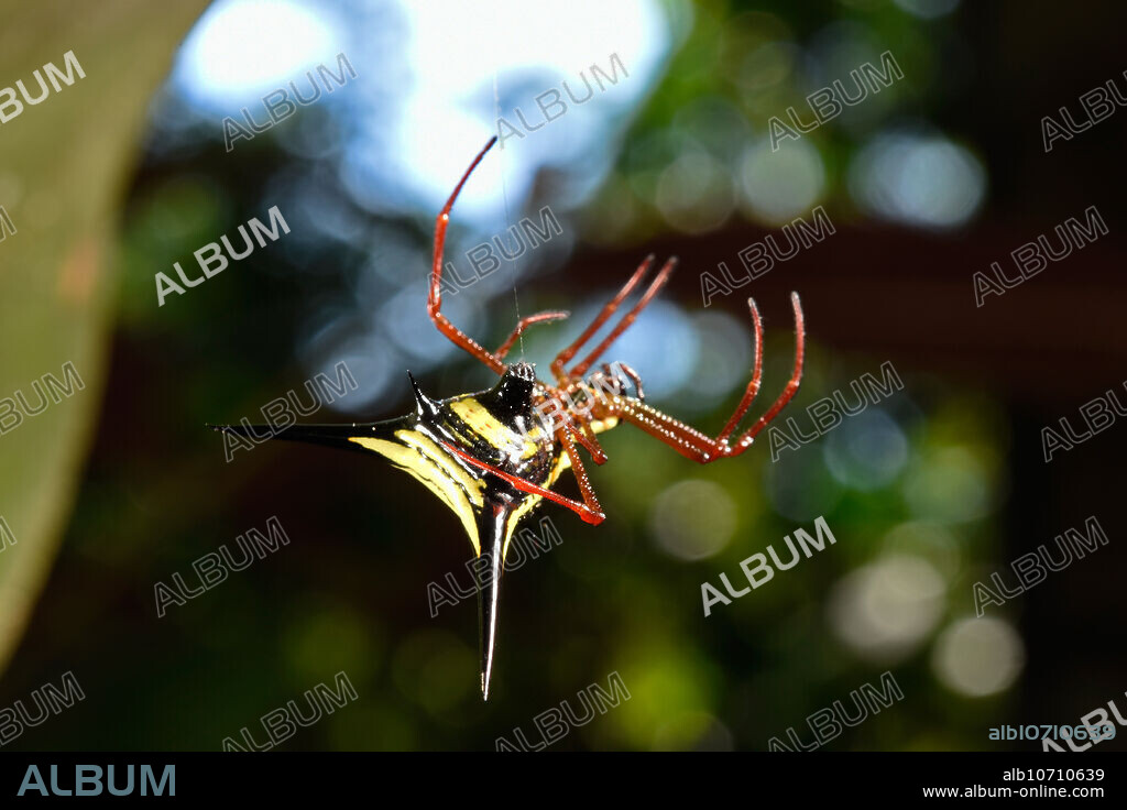 Spiny Orb Weaver, Amazon