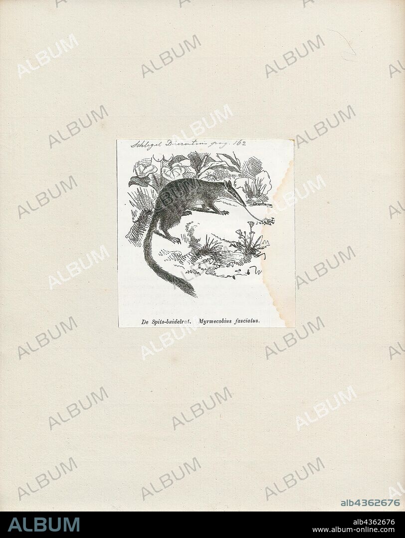Myrmecobius fasciatus, Print, Numbat - Myrmecobius fasciatus - is an insectivorous marsupial native to Western Australia and recently re-introduced to South Australia. The species is also known as noombat or walpurti. Its diet consists almost exclusively of termites. Once widespread across southern Australia, its range is now restricted to several small colonies and it is listed as an endangered species. The numbat is an emblem of Western Australia and protected by conservation programs., 1872.