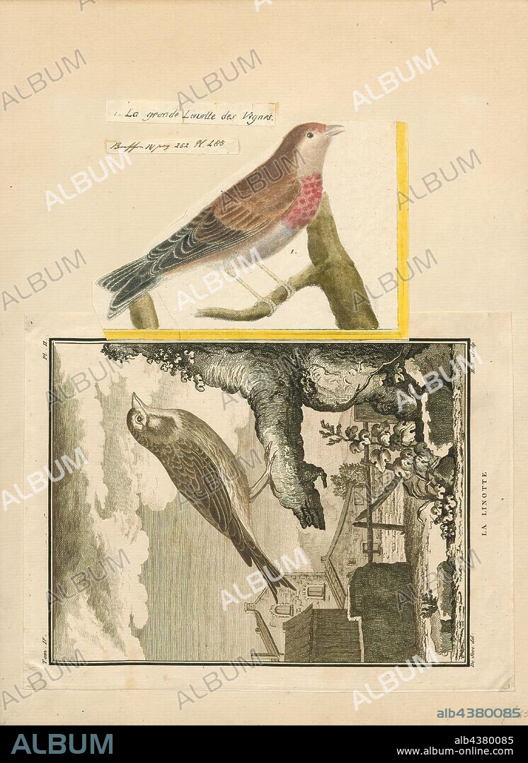 Linaria cannabina, Print, The common linnet (Linaria cannabina) is a small passerine bird of the finch family, Fringillidae. It derives its scientific name from its fondness for hemp and its English name from its liking for seeds of flax, from which linen is made., 1700-1880.
