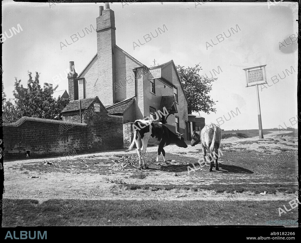 KATHERINE JEAN MACFEE. The Black Horse, Chorleywood Common, Chorleywood, Three Rivers, Hertfordshire, 1915. The Black Horse on Chorleywood Common seen from the south-east, with two calves in the foreground.