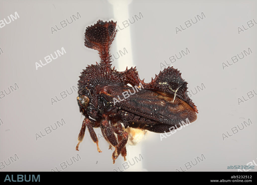 Mowong, W. Borneo, Kalimantan Barat, Indonesia, Centrochares foliatus Funkhouser, 1920, Animalia, Arthropoda, Insecta, Hemiptera, Homoptera, Membracidae.
