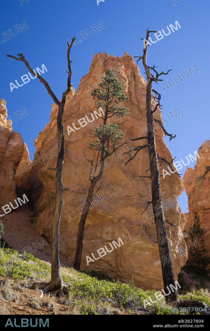 Bryce Canyon National Park is a national park located in southwestern Utah in the United States. Contained within the park is Bryce Canyon. Despite its name, this is not actually a canyon, but rather a giant natural amphitheater created by erosion along the eastern side of the Paunsaugunt Plateau. Bryce is distinctive due to its geological structures, called hoodoos, formed from wind, water, and ice erosion of the river and lake bed sedimentary rocks.