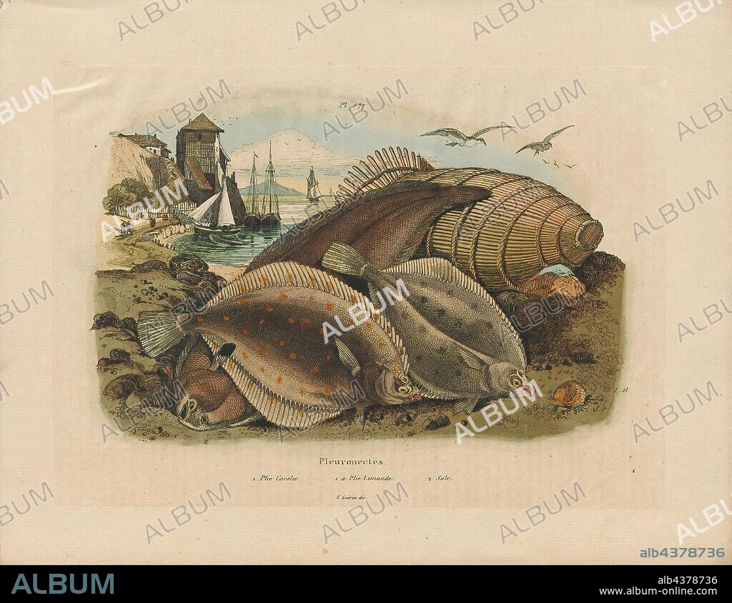 Pleuronectes platessa, Print, The European plaice (Pleuronectes platessa) is a commercially important flatfish., 1838.