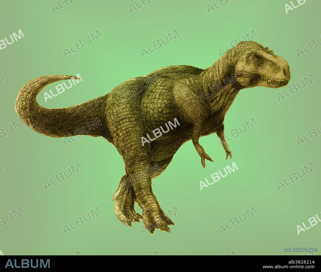 Tyrannosaurus, meaning 'tyrant lizard', is a genus of theropod dinosaur. The famous species Tyrannosaurus rex ('rex' meaning 'king' in Latin), commonly abbreviated to T. rex, is a fixture in popular culture around the world. It lived throughout what is now western North America. Fossils of T. rex date to the last three million years of the Cretaceous Period, approximately 68 to 65 million years ago; it was among the last non-avian dinosaurs to exist prior to the Cretaceous-Tertiary extinction event. Tyrannosaurus was a bipedal carnivore with a massive skull balanced by a long, heavy tail. Relative to the large and powerful hind limbs, Tyrannosaurus forelimbs were small, though unusually powerful for their size. Tyrannosaurus was one of the largest known land predators, measuring up to 13 metres (43 ft) in length, up to 4 meters (13 ft) tall at the hips, and up to 6.8 metric tons (7.5 short tons) in weight.