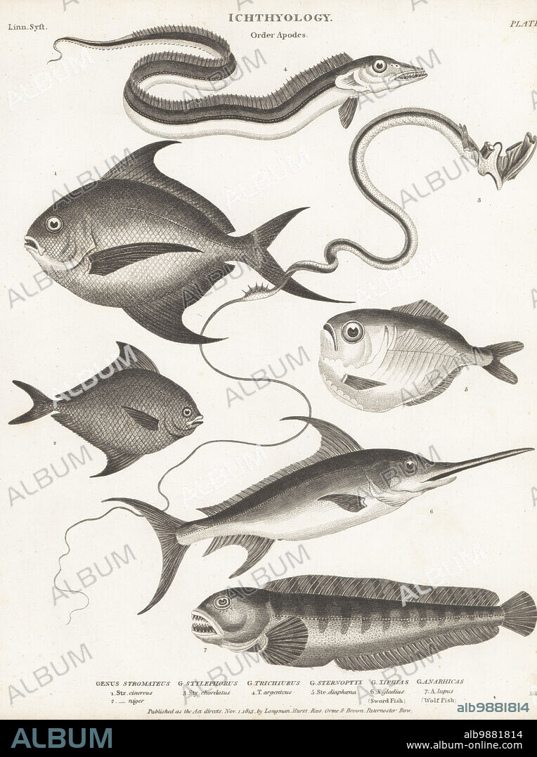 Pomfret, Pampus cinereus 1, black pomfret, Parastromateus niger 2, tube-eye or thread-tail, Stylephorus chordatus 3, largehead hairtail, Trichiurus lepturus 4, diaphanous hatchetfish, Sternoptyx diaphana 5, swordfish, Xiphias gladius 6, and wolf fish, Anarhicas lupus 7. Copperplate engraving by Thomas Milton from Abraham Rees' Cyclopedia or Universal Dictionary of Arts, Sciences and Literature, Longman, Hurst, Rees, Orme and Brown, Paternoster Row, London, November 1, 1813.