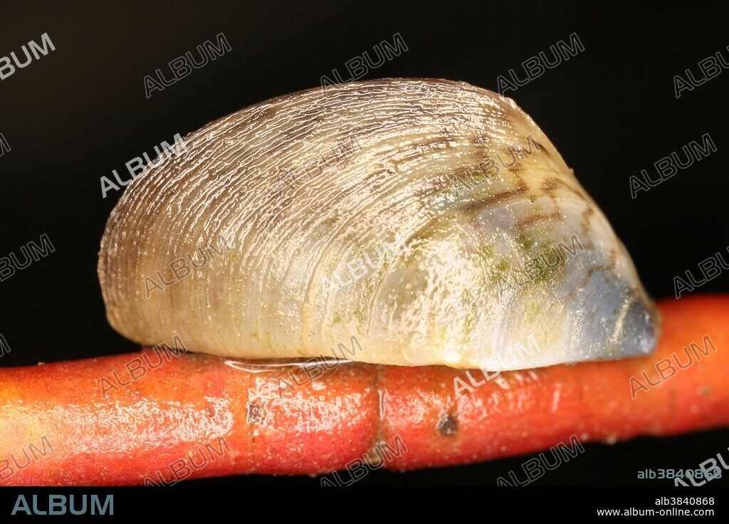 Zebra Mussel (Dreissena polymorpha). This species that was introduced accidentally to North America in 1988 has quickly spread to most fresh water lakes and streams. It clogs water pipes and has lead to numerous cuts to swimmers.