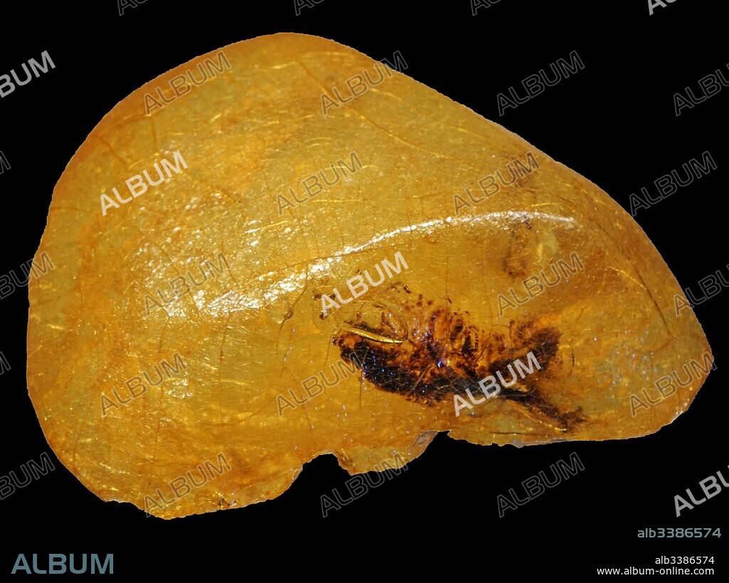 Kauri gum is a fossilized resin detracted from kauri trees (Agathis australis), which is made into crafts such as jewellery. Kauri forests once covered much of the North Island of New Zealand, before Miori and European settlers caused deforestation.