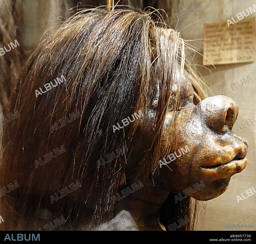 Tsantsas - Shrunken head from the Jivaroan tribes. Shrunken heads are severed and specially prepared human heads that are used for trophy, ritual, or trade purposes. Dated 1890.