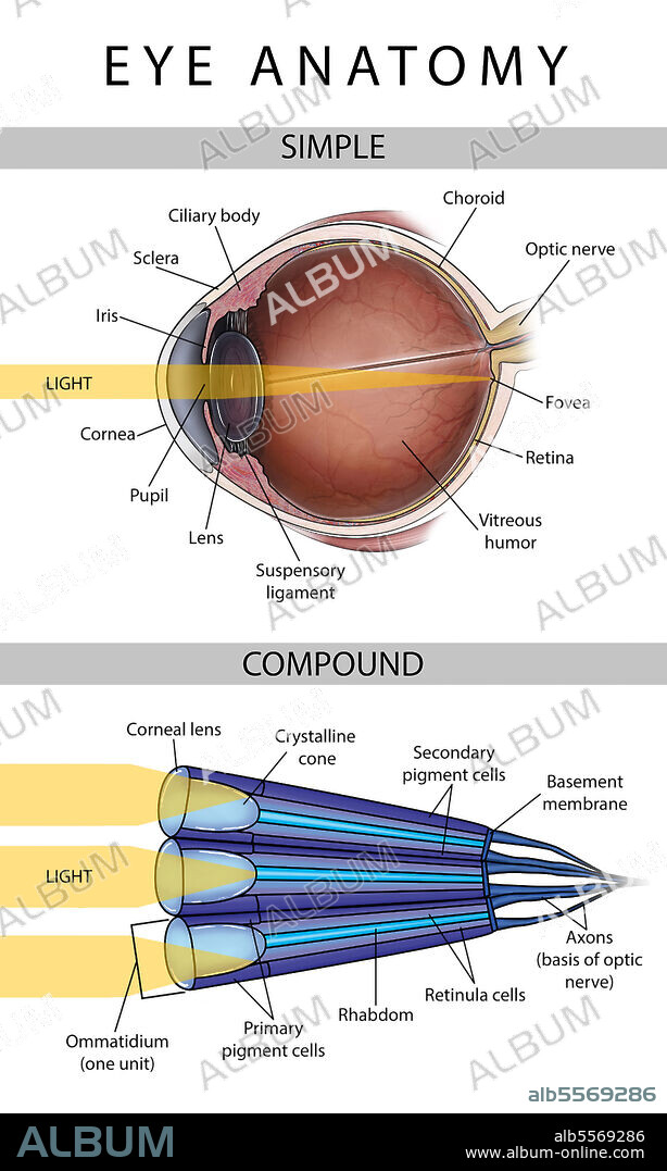 Medical illustration depicting the differences between simple and compound eyes.