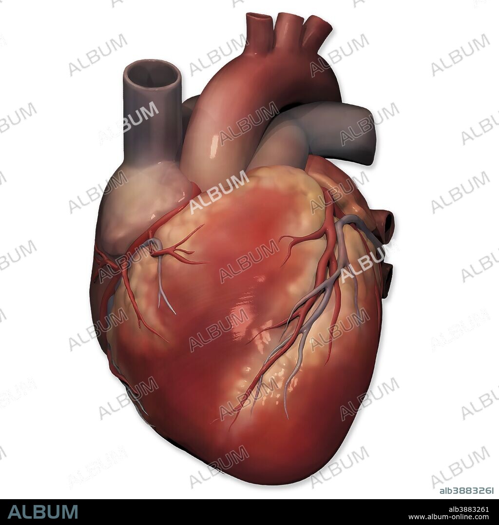 Anterior view of human heart anatomy.