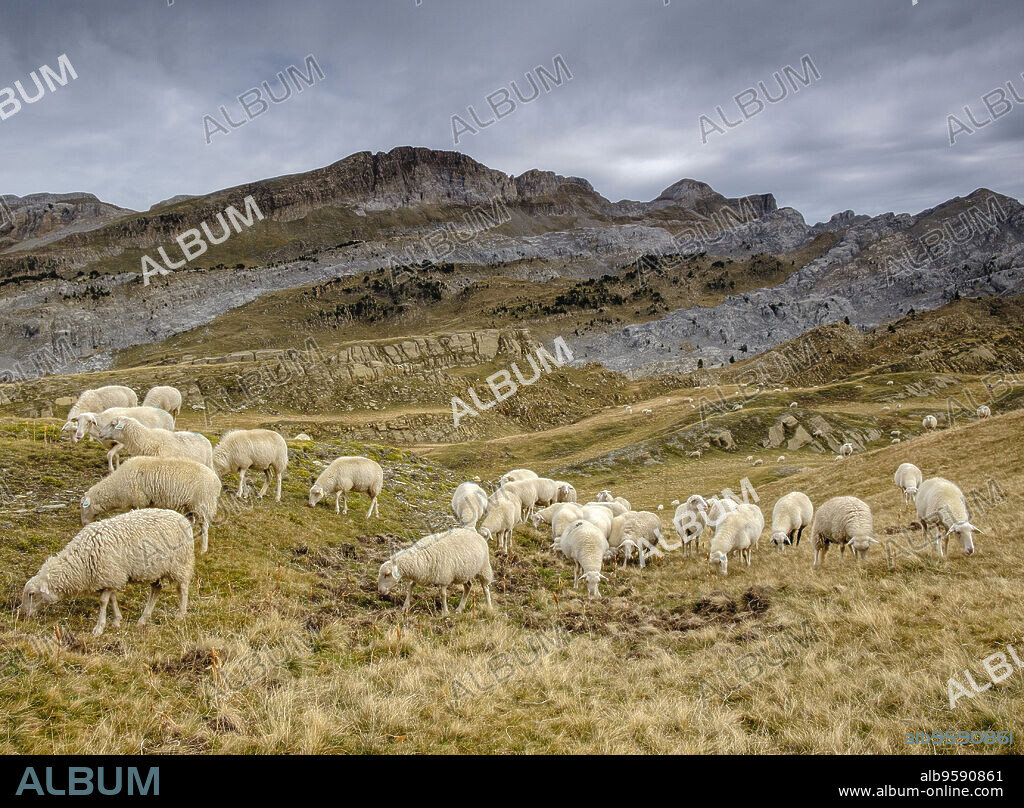 rebaño de ovejas, Linza, Parque natural de los Valles Occidentales, Huesca, cordillera de los pirineos, Spain, Europe.