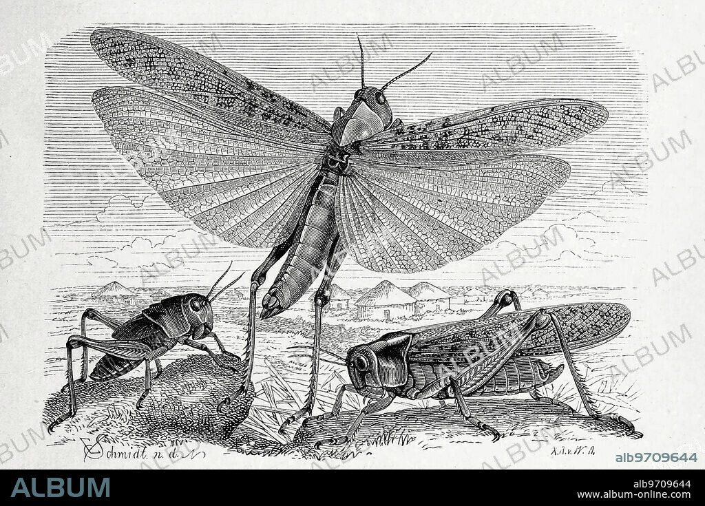 Insects, migratory locust, Pachytylus migratorius, Locusta migratoria, and northern form Pachytylus cinerascens, Historical, digitally restored reproduction from an original from the 19th century.
