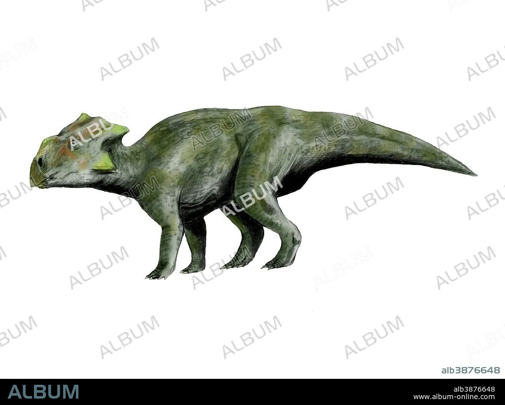 Bagaceratops is a ceratopsian dinosaur from the Cretaceous Period.