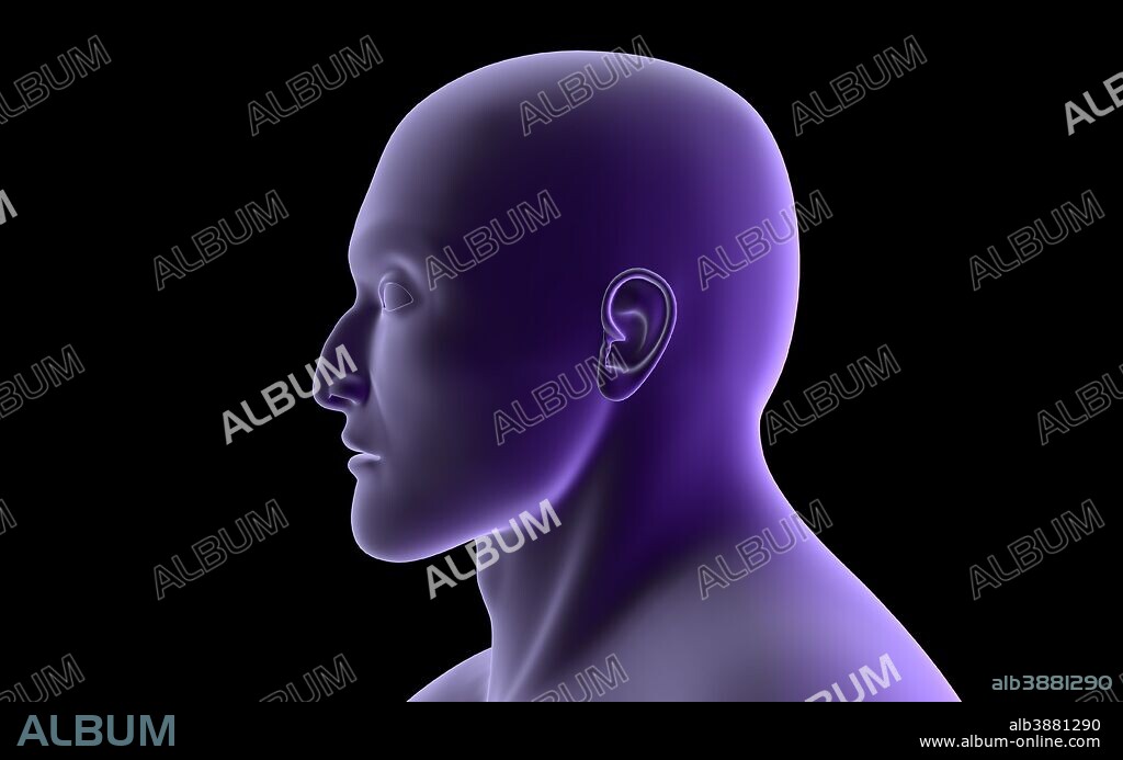X-ray view of human face, profile view.