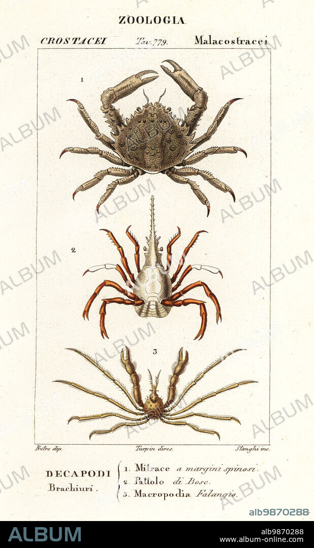 Coral clinging crab, Mithrax hispidus 1, arrow crab, Stenorhynchus lanceolatus 2, and Leach's spider crab, Inachus phalangium 3. Mitrace a margini spinosi, Pattolo di Bosc, Macropodia Falangio. Handcoloured copperplate stipple engraving from Antoine Laurent de Jussieu's Dizionario delle Scienze Naturali, Dictionary of Natural Science, Florence, Italy, 1837. Illustration engraved by Stanghi, drawn by Jean Gabriel Pretre and directed by Pierre Jean-Francois Turpin, and published by Batelli e Figli. Turpin (1775-1840) is considered one of the greatest French botanical illustrators of the 19th century.