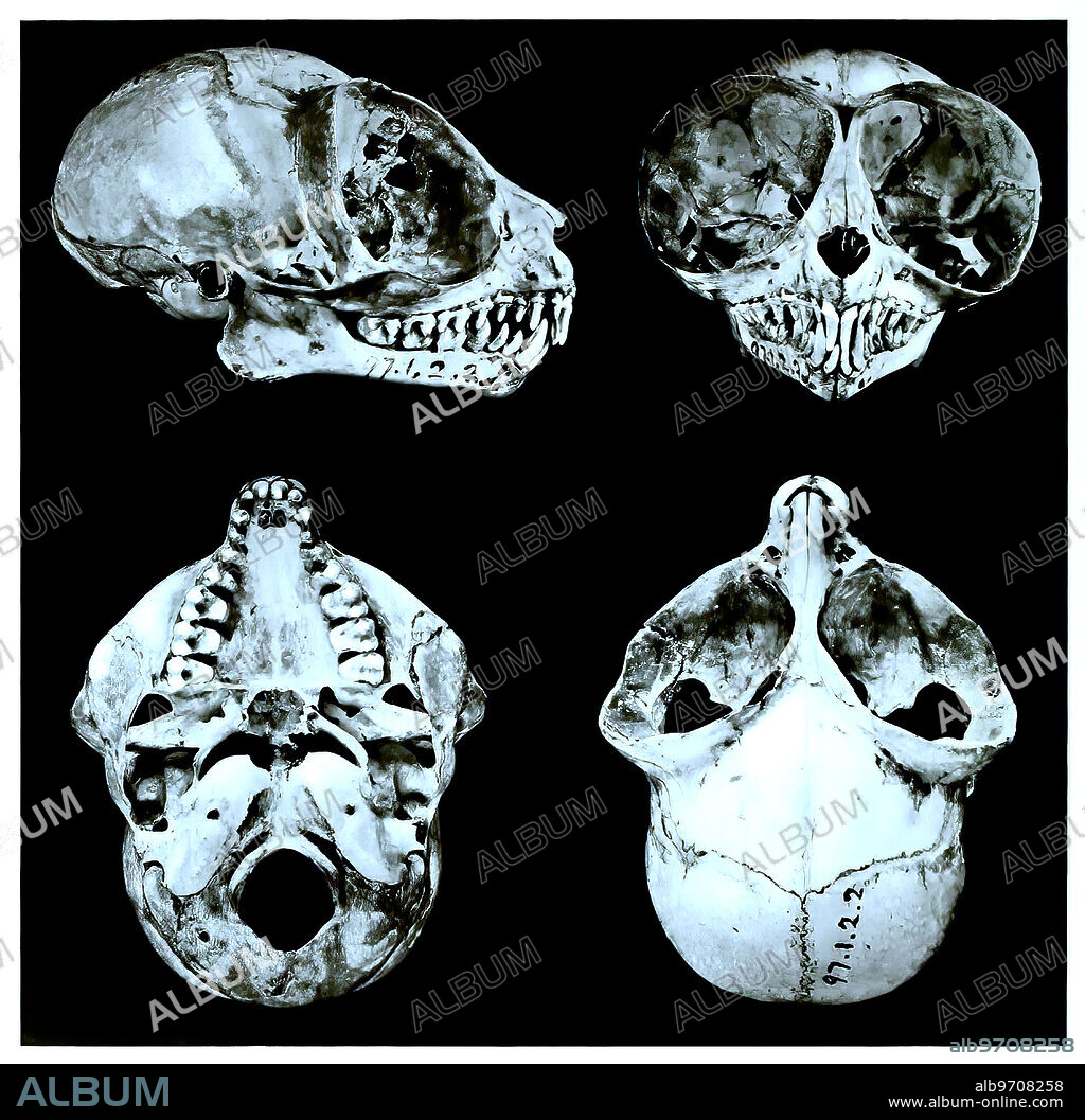 Skull bones, research, evolution, research piece, Macassar tarsier, Tarsius fuscus, primate species from the group of tarsiers, Historical, digitally restored reproduction of an original artwork from the 19th century, exact original date not known.