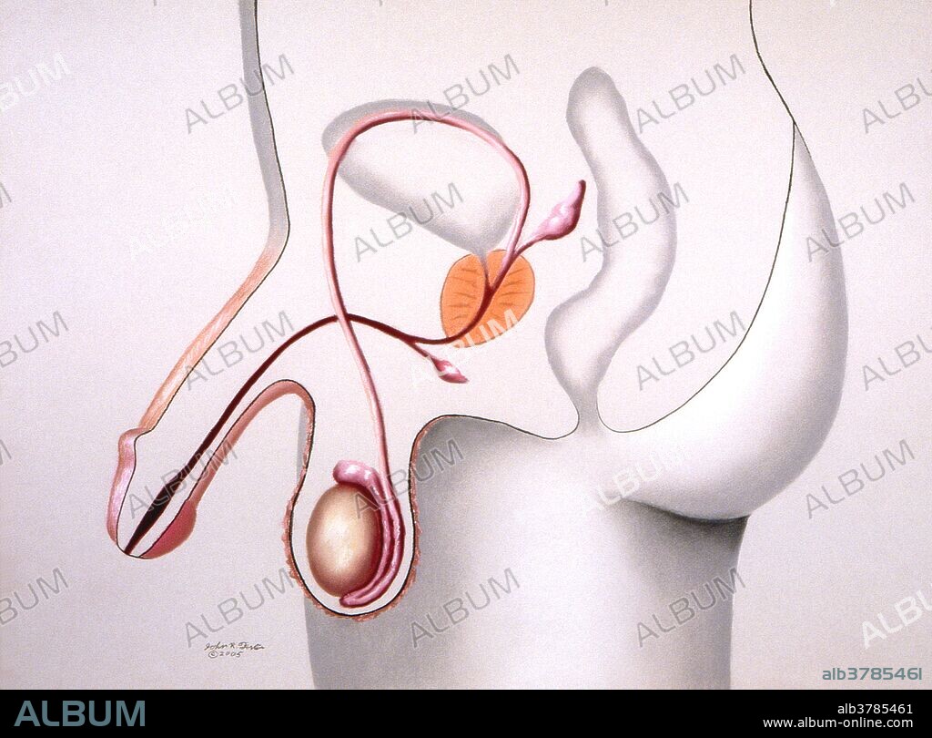 In this view the male reproductive organs are depicted in color. Shown are the penis, scrotum, urethra, testicle, vas deferens, prostate, seminal vesicle, and Cowper's gland.