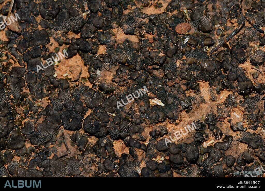 Mature biological cryptobiotic crust on desert soil surface, Coconino National Forest, Arizona. Biological soil crusts are important components of desert ecosystems. They are a mix of organisms and their metabolic byproducts, including cyanobacteria, bacteria, liverworts, green and brown algaes, lichens and fungi. They help plants by stabilizing sand and dirt, preventing erosion, retaining water, and fixing atmospheric nitrogen. Cryptobiotic soils are extremely fragile: a footprint or tire track can disturb the crust and harm the organisms. In arid regions, recovery can take a century or more.