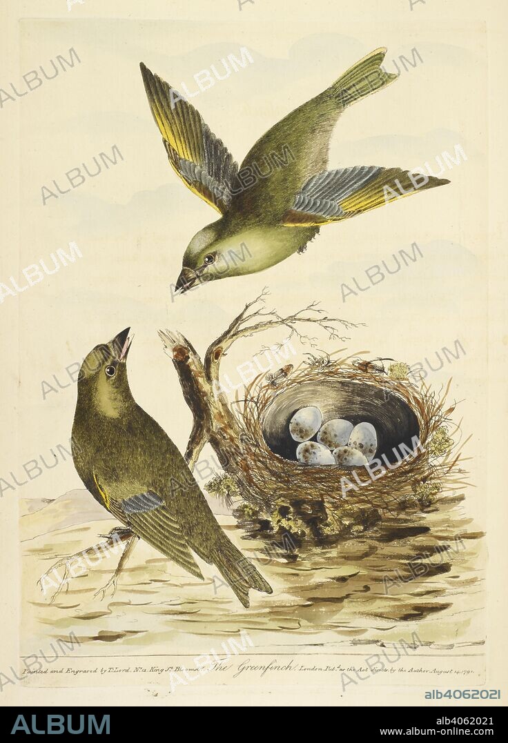 THOMAS LORD. Two Greenfinches, with their nest full of eggs. Lords entire new System of ornithology, or cumenical history of British Birds; with a brief account of their characters. London, 1791. Source: 458.f.8, plate XI.