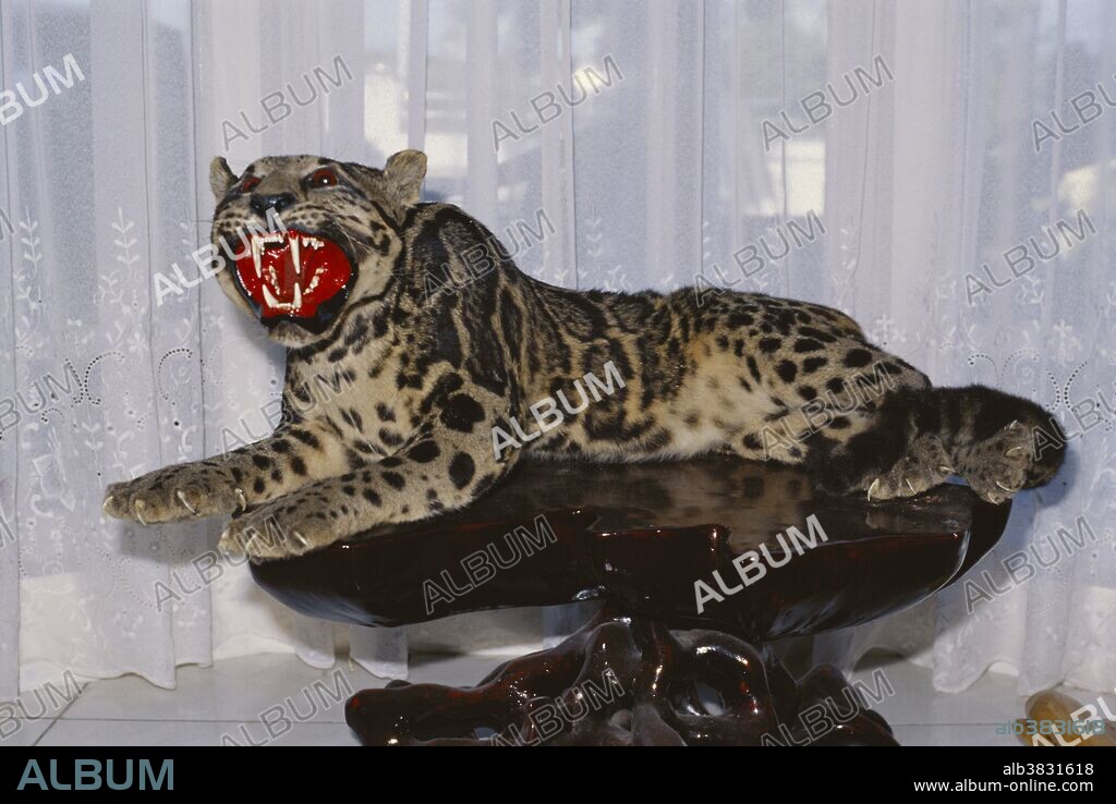 Taxidermied clouded leopard (Neofelis nebulosa); Sumatra, Indonesia. This species is listed as vulnerable, with poaching representing just one threat to their survival, along with habitat loss. Skins, claws and teeth are sold for decoration and clothing, bones and meat as substitute for tiger in traditional Asian medicines and tonics, and live animals for the pet trade. Few poaching incidents have been documented, but all range states are believed to have some degree of commercial poaching. In recent years, substantial domestic markets existed in Indonesia, Myanmar and Vietnam.