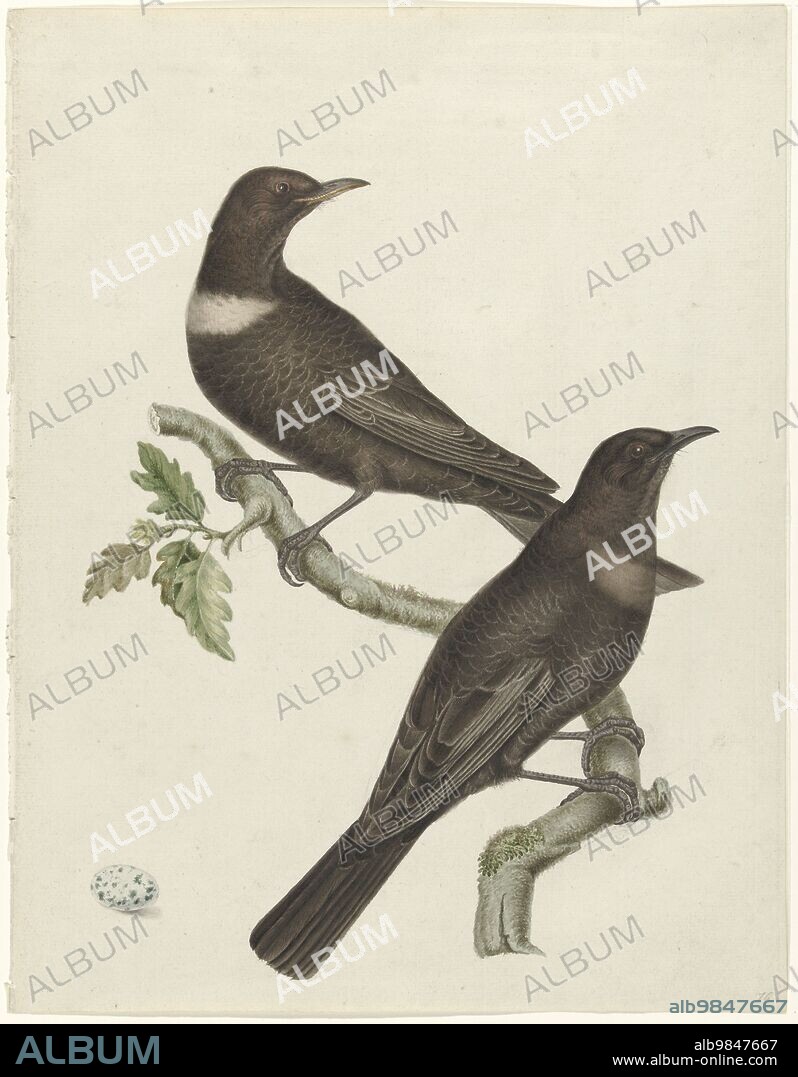 JAN CHRISTIAAN SEPP. Two ring thrushes (Turdus torquatus) with an egg, 1749-1811.