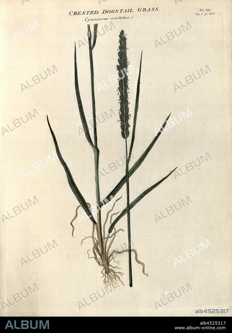Crested Dogstail Grass Cynosurus cristatus, Meadow Crested Grass, Fig. 12, Pl. XII, after p. 828, R.W. Dickson: Practical agriculture, or, a complete system of modern husbandry: with the methods of planting, and the management of live stock. Bd. 2. London: printed for Richard Phillips; by R. Taylor and Co., 1805.