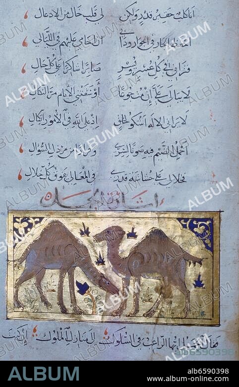 Arabische Miniatur, 14. Jahrhundert. /-Zwei Dromedare.-/ Aus einer syrischen Handschrift "Die Enthüllung der Geheimnisse" von Ibn Ghanim al-Maqdisi. Gouache auf Papier.