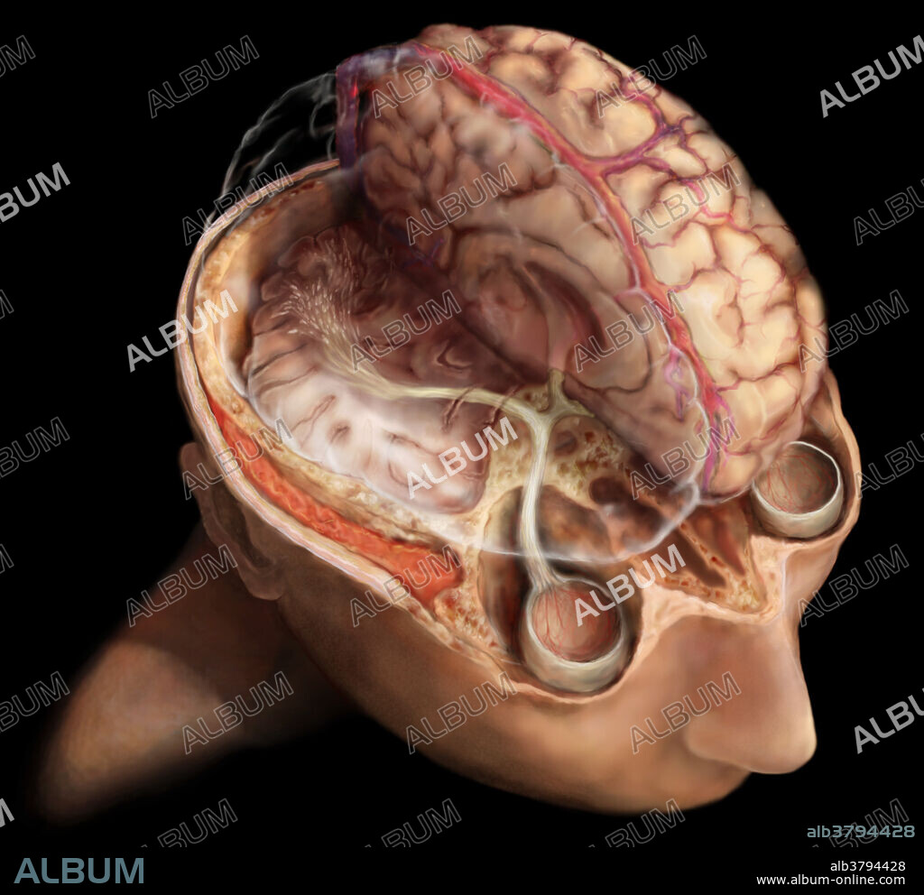 Superior view of the brain revealing the visual pathway and superior sagittal sinus. Electrical nerve impulses travel from the eyes to the occipital lobe in the back of the brain via millions of nerves fibers that make up the visual pathway.
