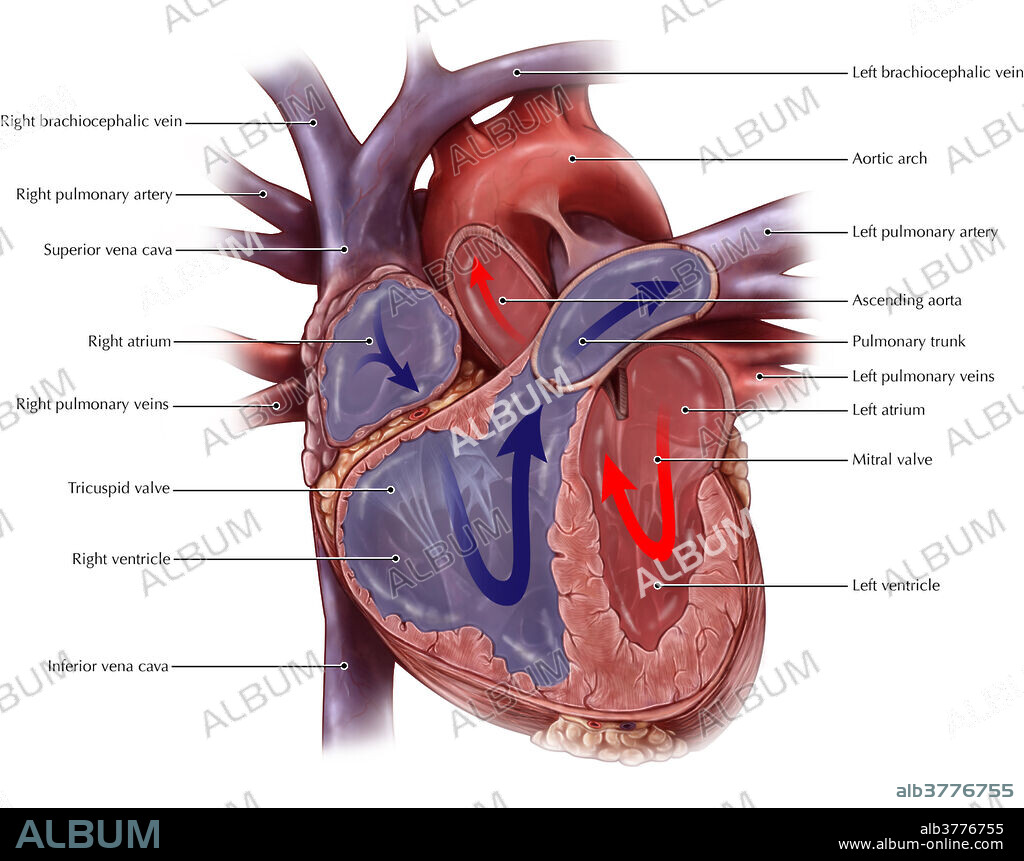 An illustrated view of the chambers of the heart. Deoxygenated blood is carried from the body and enters the right atrium, passing through the tricuspid valve into the right ventricle. Blood travels to the lungs via the pulmonary arteries and back to the left atrium via the pulmonary veins. Passing through bicuspid valve, the left ventricle pumps the oxygenated blood into the aorta to supply the entire body.