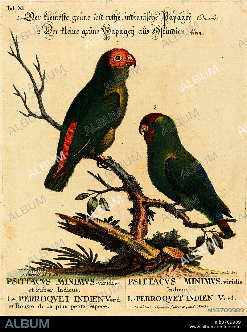 JOHANN MICHAEL SELIGMANN AFTER GEORGE EDWARDS. Parrot (Le Perroquet Indien. Psittacus Minimus). Medium: hand-colored etching.