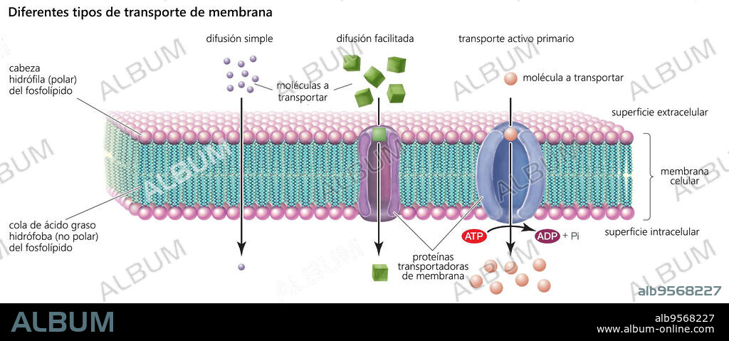 Types of transport across the cell membrane include simple diffusion, facilitated diffusion, and primary active transport.