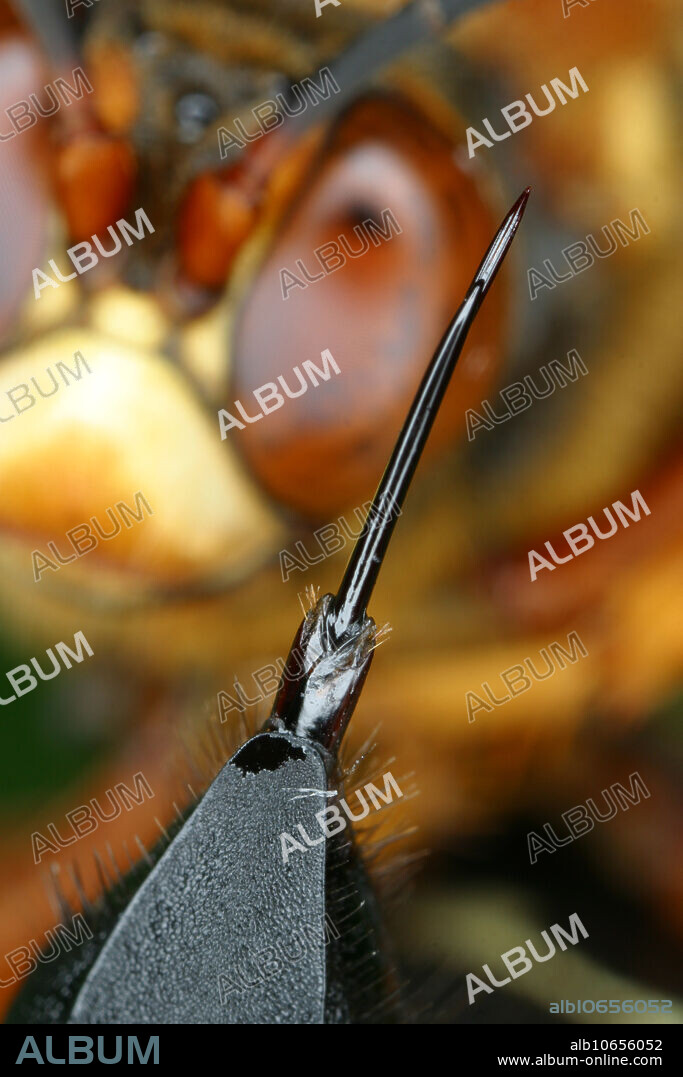 The stinger of the cicada killer wasp. The cicada killer wasp (Sphecius speciosus) is one of the largest wasps in North America, with adult females reaching a size of almost two inches. This wasp will catch and paralyze a cicada with its stinger. An egg will be laid in the paralyzed cicada, which will then be buried. The new wasp will emerge the following summer. They are large and powerful fliers.