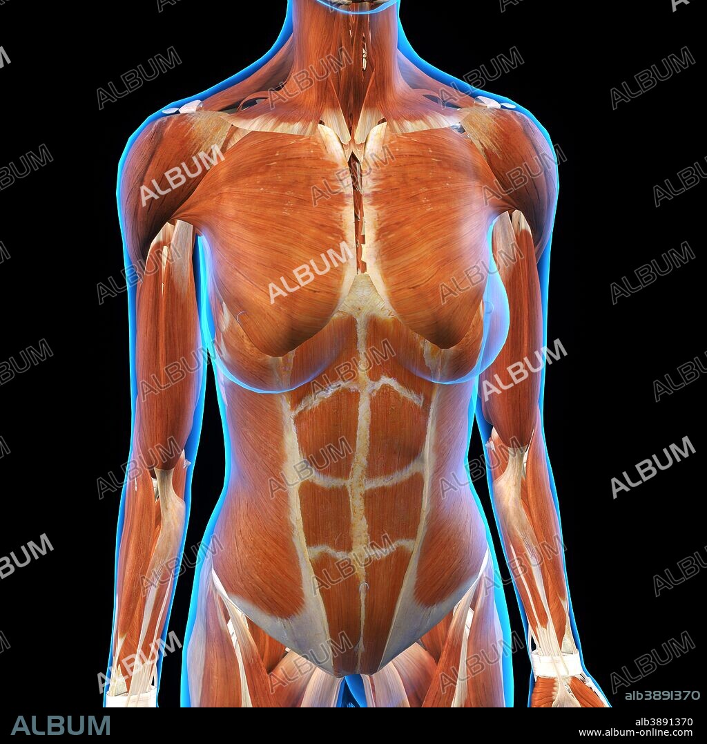 Female chest and abdomen muscles, x-ray frontal view on black background.