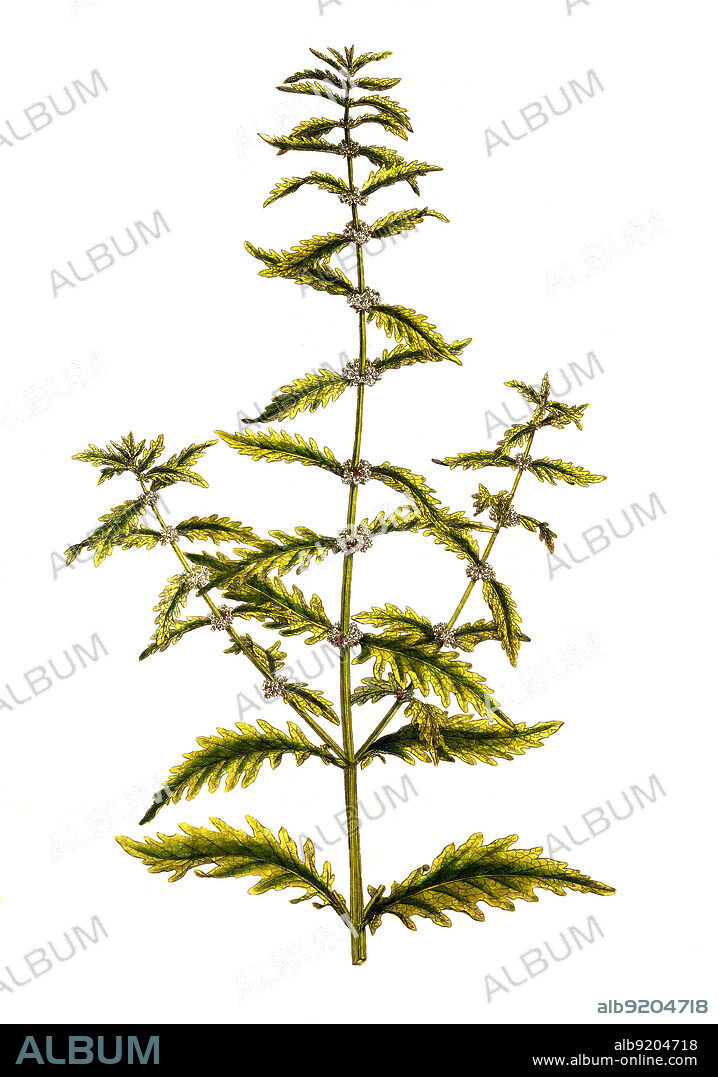 Ufer-Wolfstrapp, Lycopus europaeus, auch Gemeiner Wolfstrapp / Lycopus europaeus, common names gypsywort, gipsywort, bugleweed, European bugleweed and water horehound, historical, digital improved reproduction of an original from the 19th century / digital restaurierte Reproduktion einer Originalvorlage aus dem 19. Jahrhundert, genaues Originaldatum nicht bekannt.