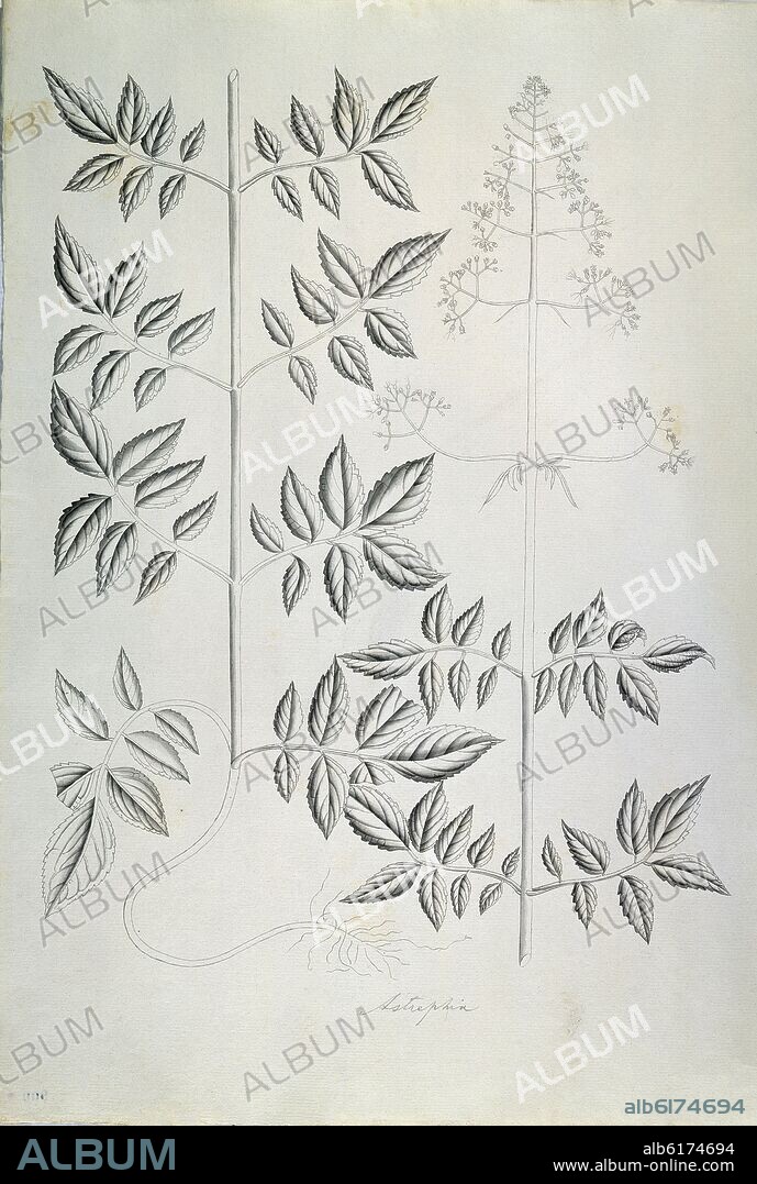CELESTINO MUTIS. FLORA DE LA REAL EXPEDICION BOTANICA DEL NUEVO REINO DE GRANADA - ASTREPHIA  - DIBUJO PREPARATORIO - SIGLO XVIII.