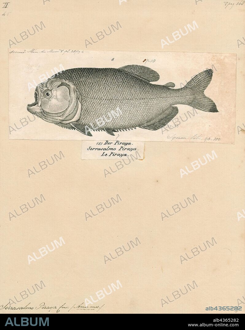 Serrasalmo piraya, Print, The fish Pygocentrus piraya, often called the piraya piranha or San Francisco piranha, and sometimes sold as the man-eating piranha, is a large, aggressive piranha from the São Francisco River basin in Brazil. It is one of the largest piranhas, reaching a maximum length of 50 cm in the wild, and is sometimes considered the most beautiful, with its orange to yellow belly coloration, silver eyes, and rayed fibrous adipose fin. Like most other piranhas, P. piraya is laterally compressed and roughly circular in profile, and bears a mouthful of very sharp teeth. The lower jaw is thick, strong, and protruding., 1700-1880.
