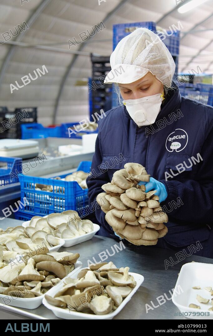 Pleurotus ostreatus, Oyster mushrooms cultivation, Agri-Food, Ayecue Fresh, Grupo Riberebro, Autol, La Rioja, Spain.