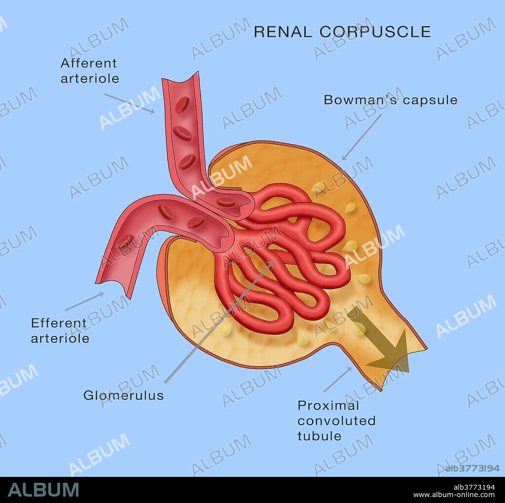 Renal Corpuscle. Kidney glomerulus anatomy. Diagram shows the afferent arteriole, bowman's capsule, efferent arteriole, and proximal convoluted tubule.