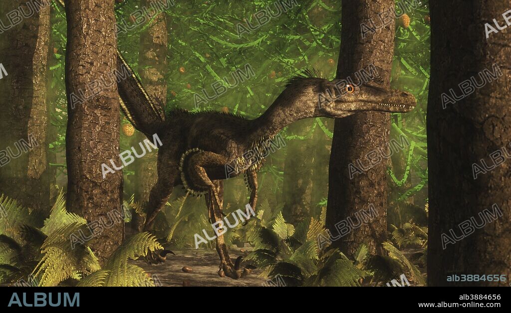 Velociraptor dinosaur stands alert in an Araucaria tree forest.