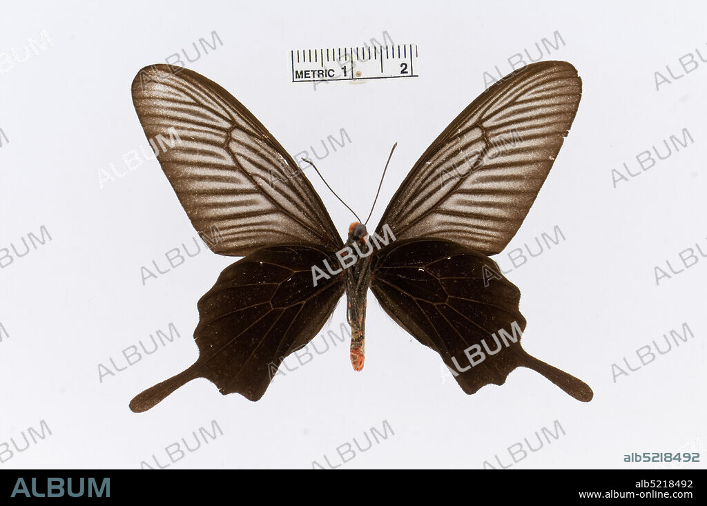 Pinned, Pachliopta atropos, Animalia, Arthropoda, Insecta, Lepidoptera, Papilionidae, Papilioninae.